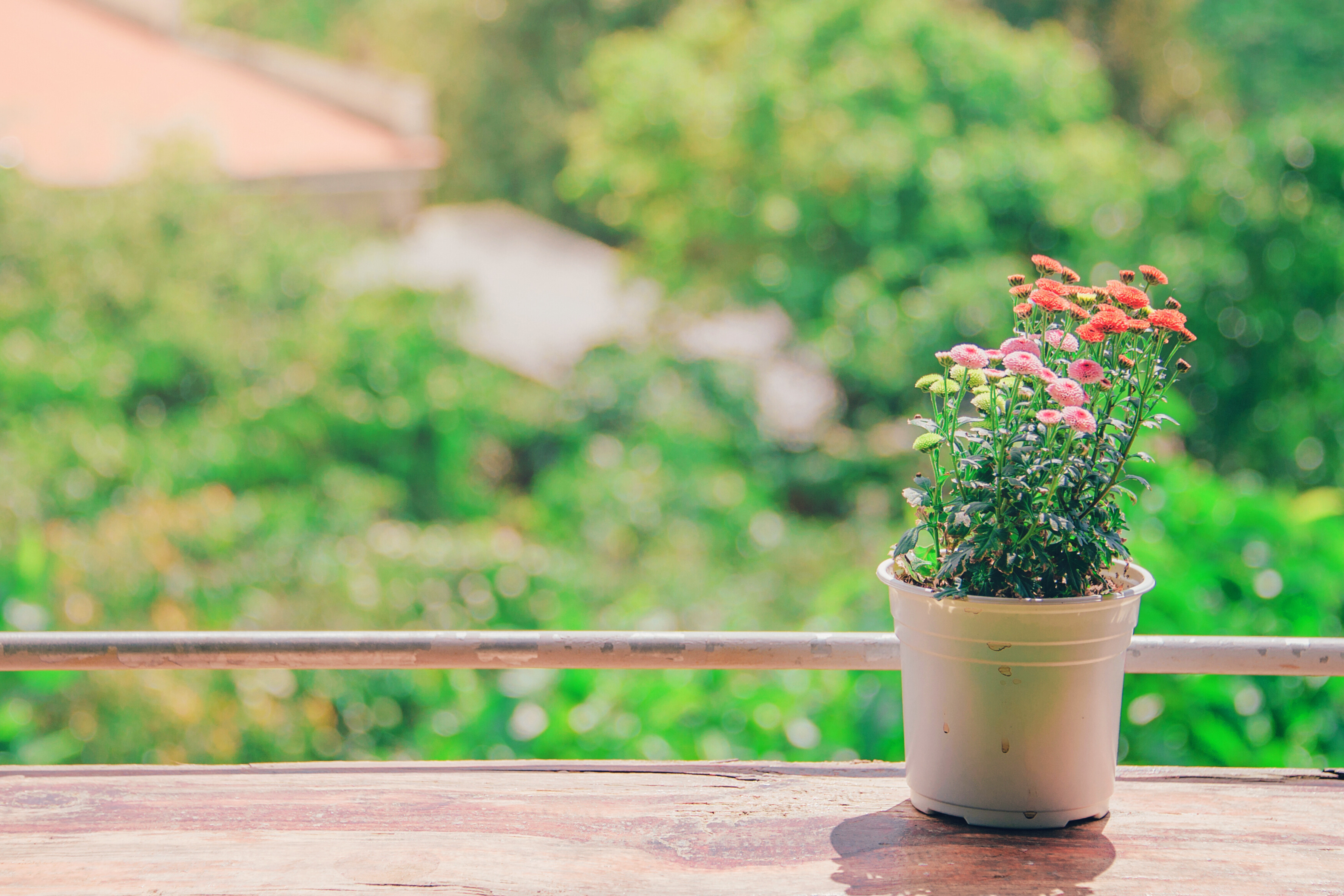 A balcony with a single flower pot